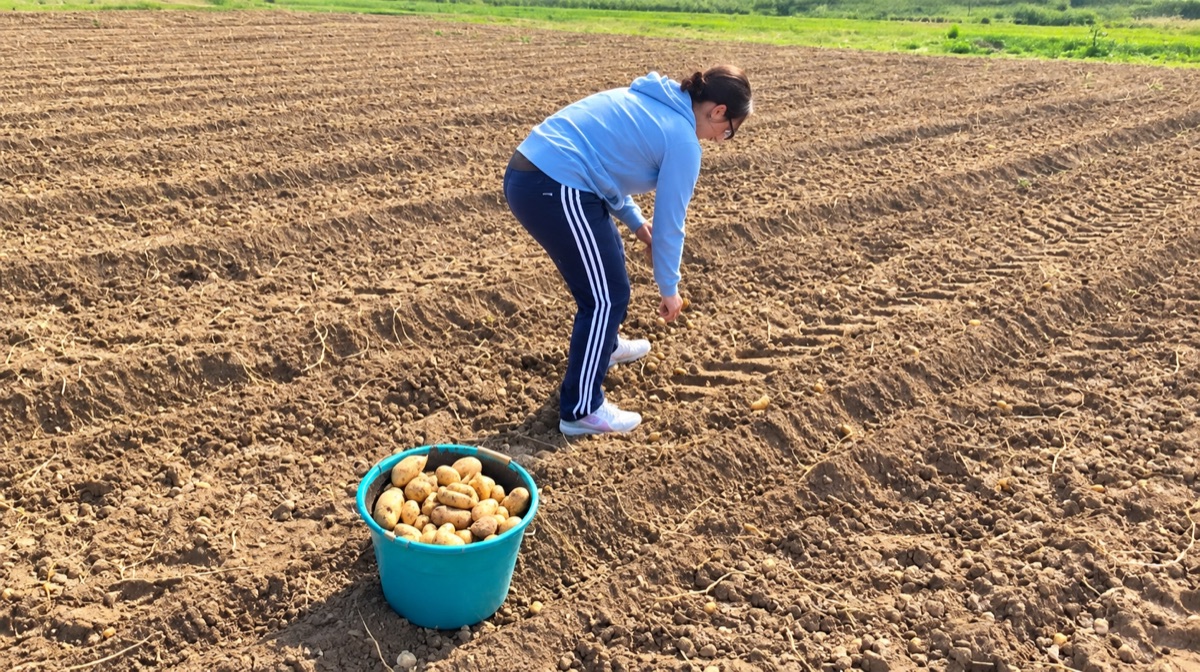 Personne glanant des pommes de terre dans un champ après la récolte